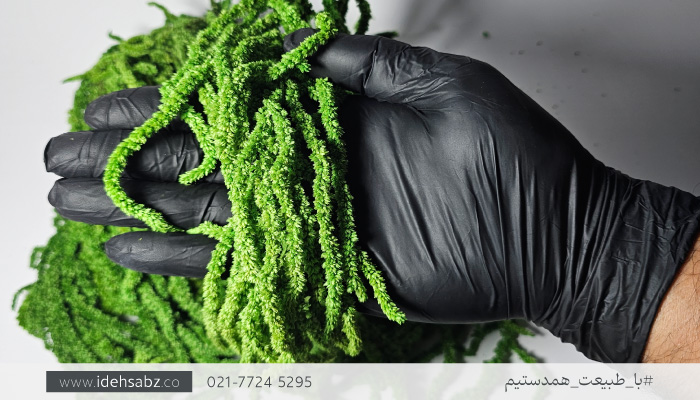 گیاه آمارانتوس (Amaranthus) | عکس گیاه تثبیت شده آمارانتوس