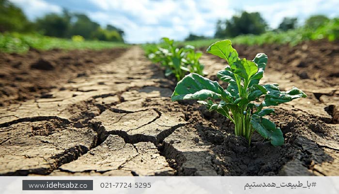 انتخاب گیاهان مناسب روف گاردن | توجه به شرایط اقلیمی