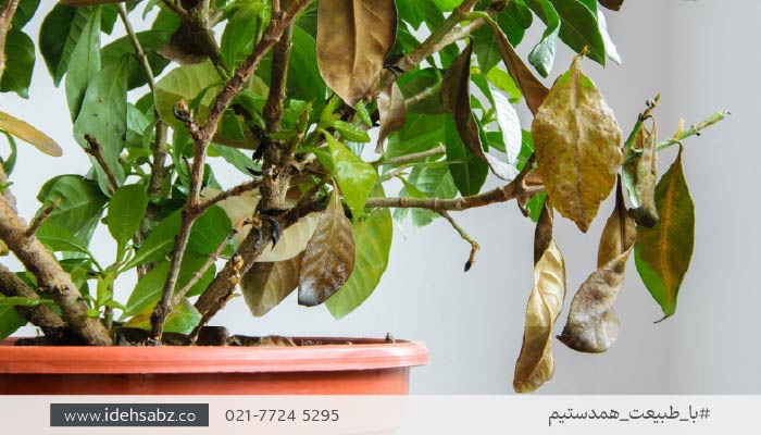 انتخاب گیاهان مناسب بام سبز | توجه به چرخه رشد