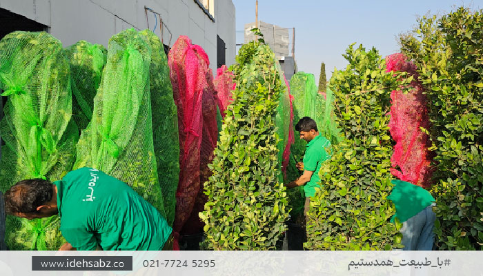 گیاهان مناسب روف گاردن | یاس هلندی