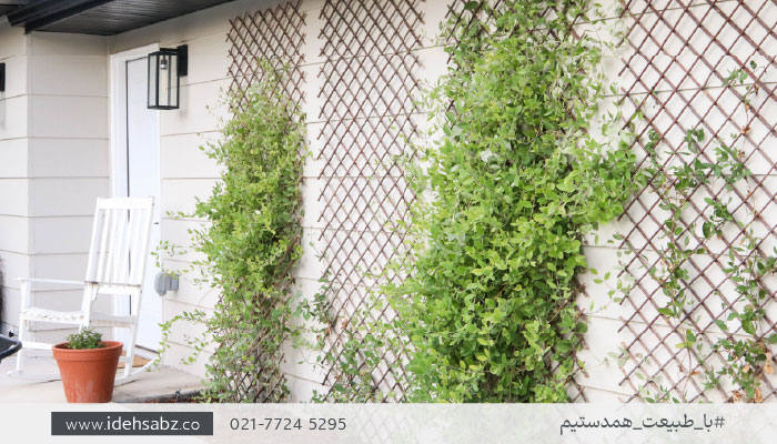 گیاهان روف گاردن | پیچ امین الدوله