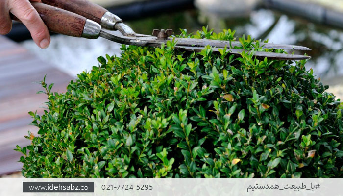 گیاهان مناسب روف گاردن | شمشاد