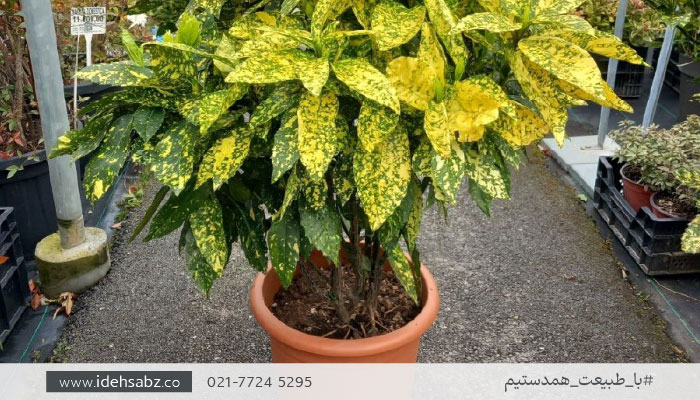 درختچه مناسب روف گاردن | درختچه آکوبا