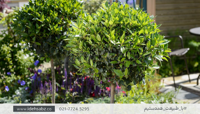 درختچه برای روف گاردن | درختچه برگ بو