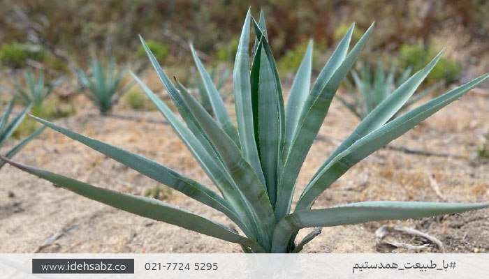 گیاهان مناسب بام سبز | گیاه آگاوه