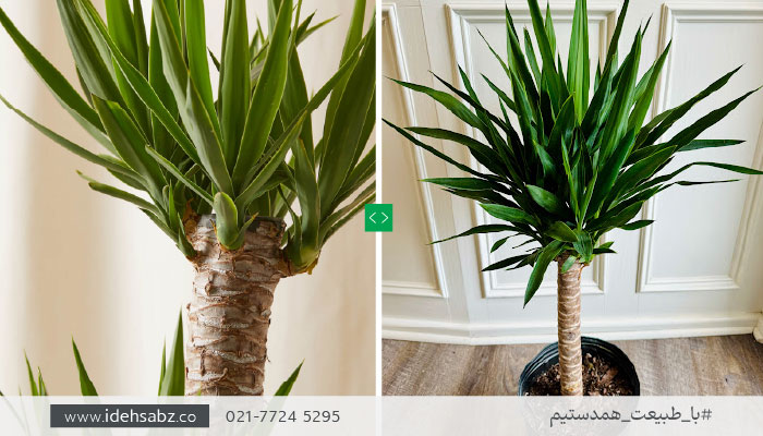 درختچه مناسب روف گاردن | گیاه یوکا