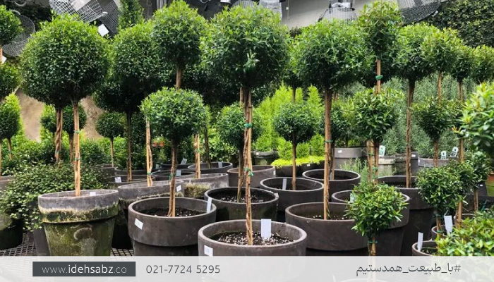 خرید درختچه روف گاردن | درختچه مورت
