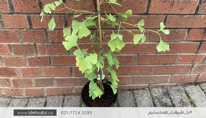 درخت مناسب روف گاردن | جینکو