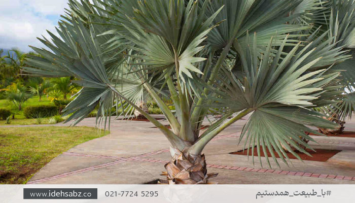 درخت مناسب روف گاردن | پالم لاتانیا
