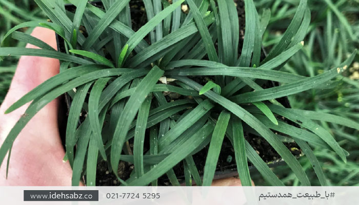 گیاهان روف گاردن جایگزین چمن | چمن یال اسبی