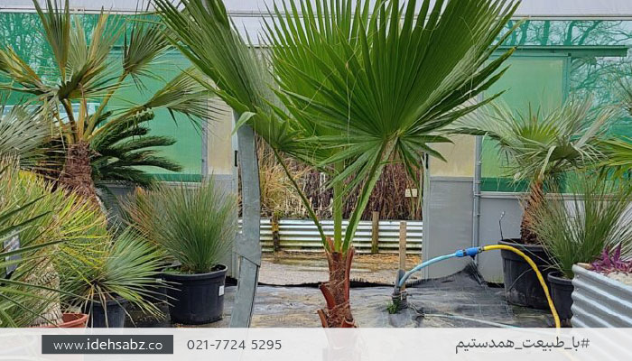 درخت مناسب بام سبز | پالم واشنگتن