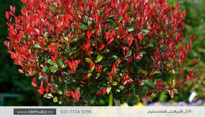 خرید درختچه روف گاردن | درختچه فوتونیا