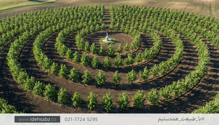 الگوی مناسب زمین گرد | چینش درختان در الگوی زمین گرد و کرو