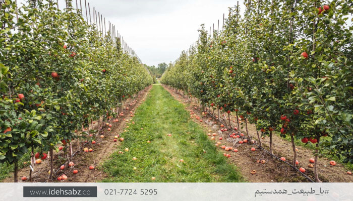 اهمیت کاشت درختات در باغ | اصول محوطه آرایی باغ
