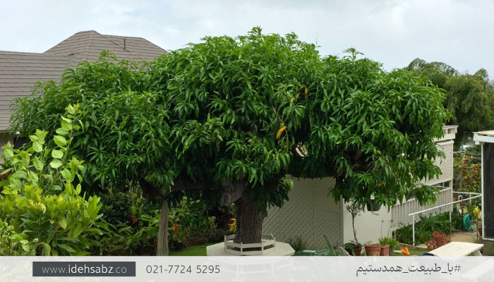 محوطه سازی باغ میوه بزرگ | کاشت درختان کهنسال و بزرگ در باغ 