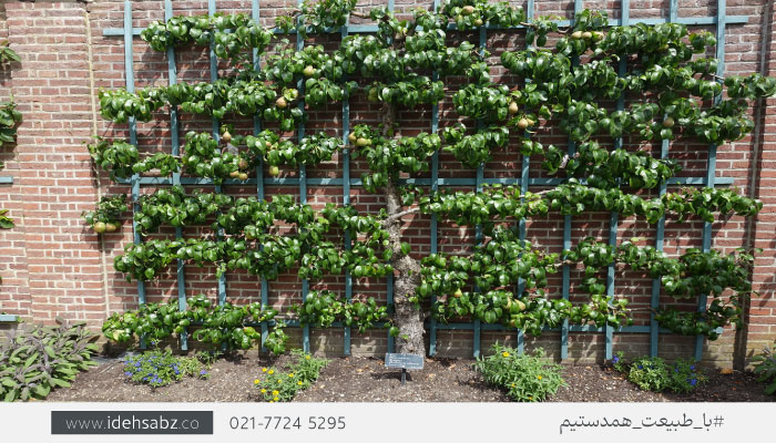  محوطه&zwnj;سازی باغ میوه با درختان داربستی | محوطه ارایی باغ میوه