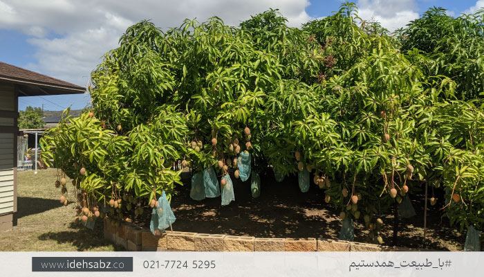 چینش درختان باغ میوه | درختان مناسب باغ میوه