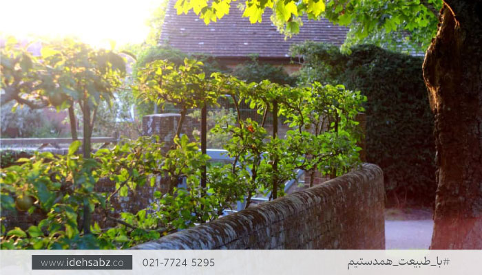 درختان میوه مناسب محوطه سازی | محوطه سازی باغ میوه با کمترین هزینه